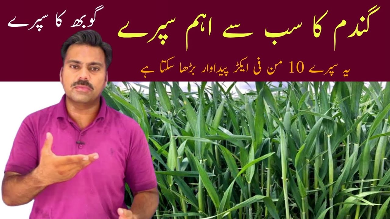 The most important foliar spray on wheat crop at booting stage | Abid Ali Agrarian