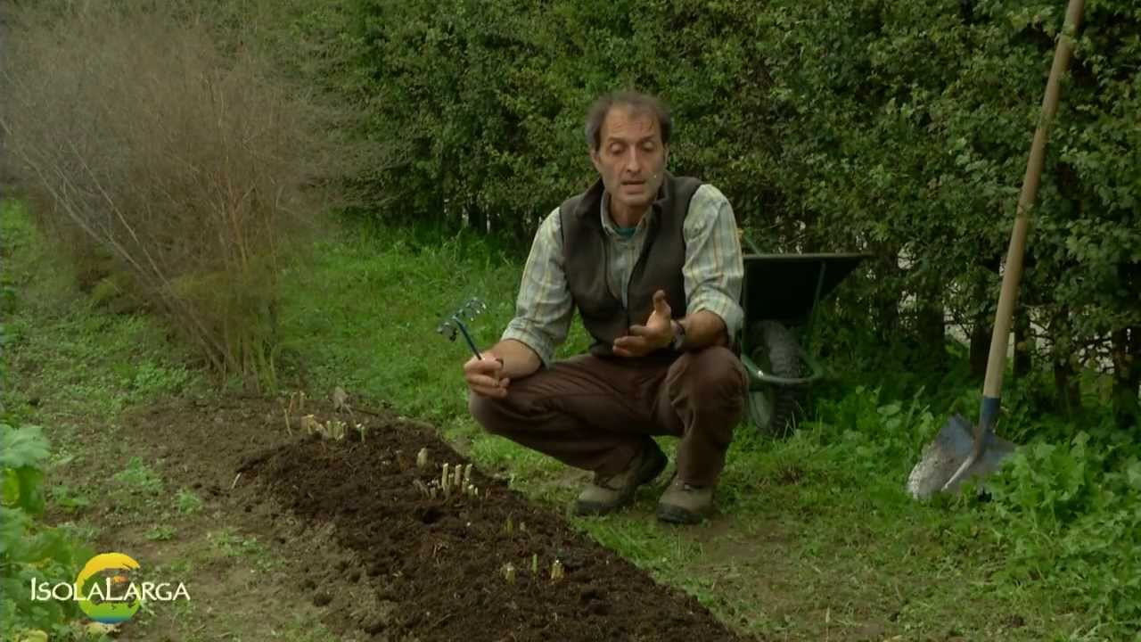Asparago - asparagus officinalis