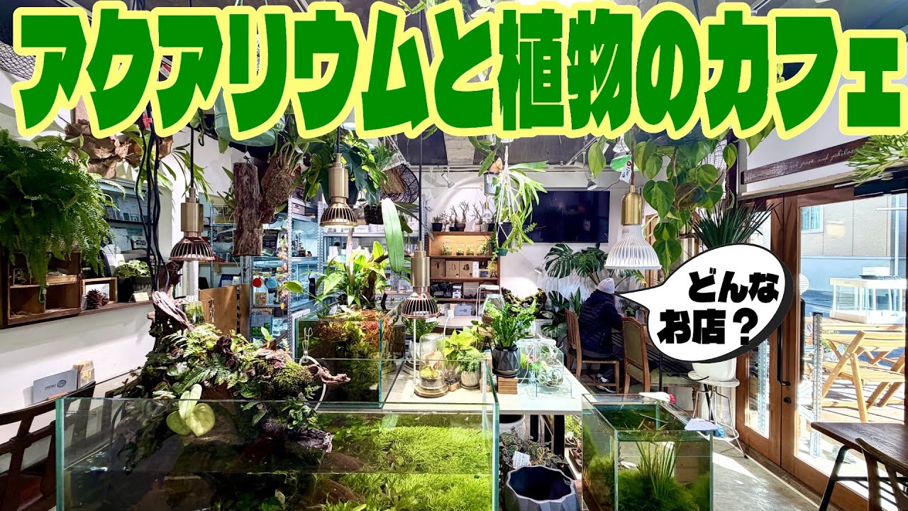 アクアリウムと植物まみれのカフェがこちらです（グリーンウィズグッドコーヒーってどんなお店？そこには癒しの空間があった。）
