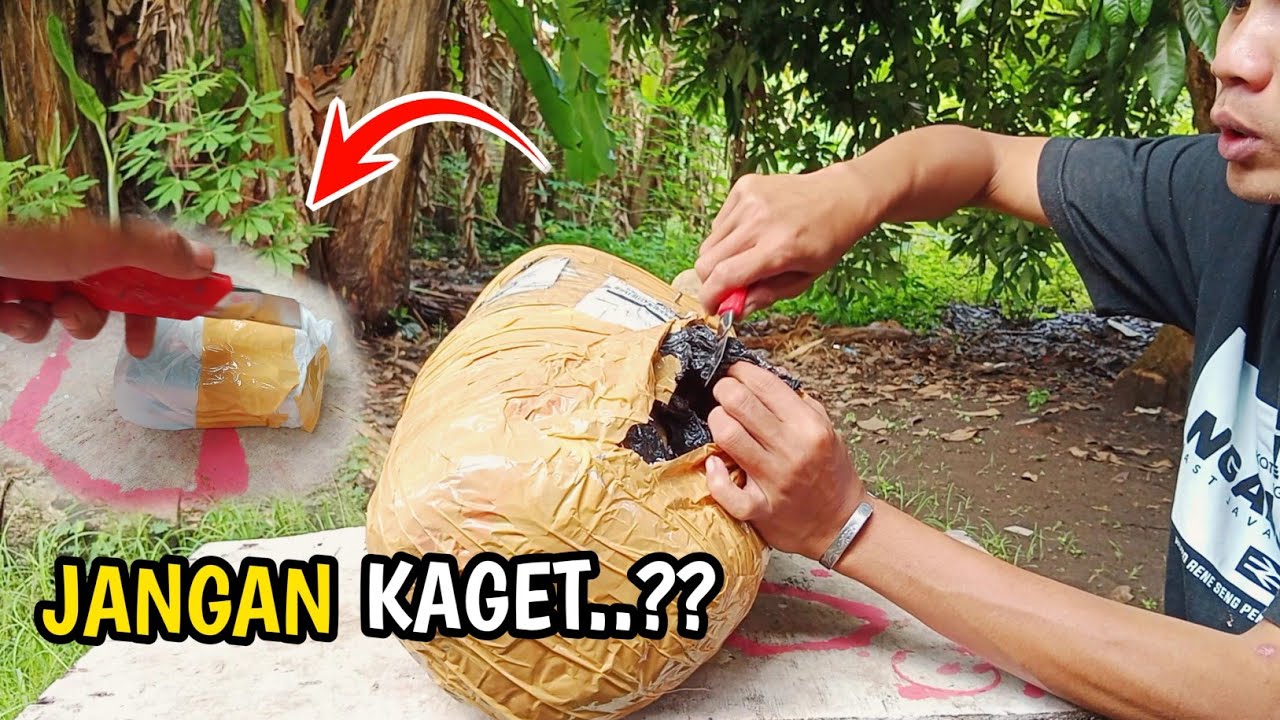 BAHAYA - PAKET BARONGAN DATANG TIBA -TIBA , ADA HADIAH DIDALAMNYA