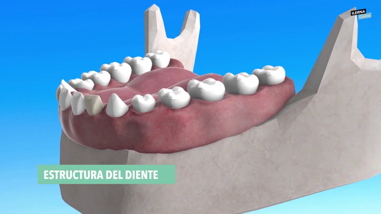 Estructura del diente
