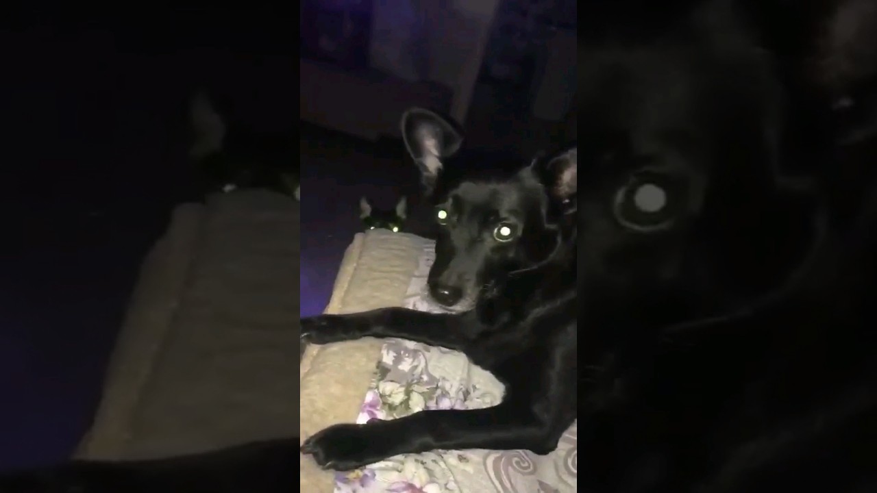 The dog does not want to leave the bed 
