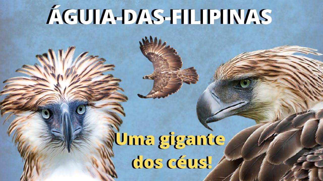 A FANTÁSTICA ÁGUIA-DAS-FILIPINAS - UM ANIMAL FORTE, PODEROSO E MUITO RARO!