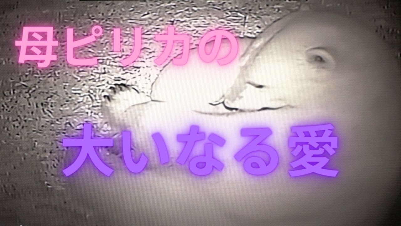 ホッキョクグマの母ピリカの大いなる愛