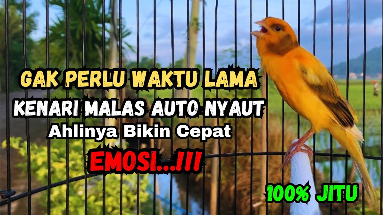 Kenari gacor NGEROL PANJANG cocok untuk PANCINGAN KENARI PAUD bikin BURUNG KENARI GACOR PANJANG