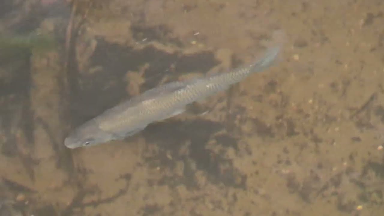 Start of Llangollen Canal   fish!