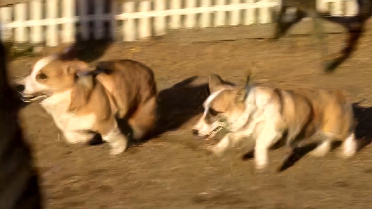 Young Goro & corgi ゴローさんと小さいコーギー