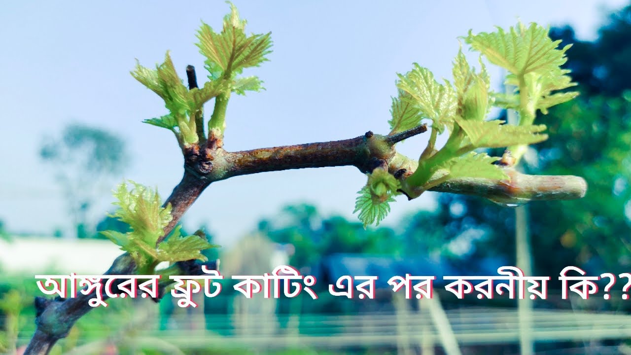 আঙ্গুরের ডাল কাটিং ও পরবর্তী করণীয় কি? ( how to management after fruit pruning grapes)