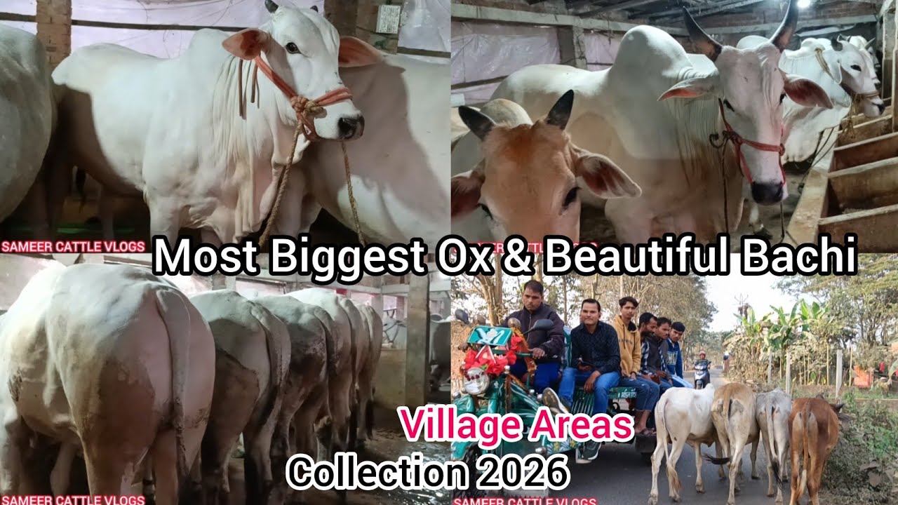 MOST BIGGEST OX And BACHI COLLECTION 2026 PART- 2 VLOGS VILLAGE AREAS @TheHomeofGoruLovers SUBSCRIBE