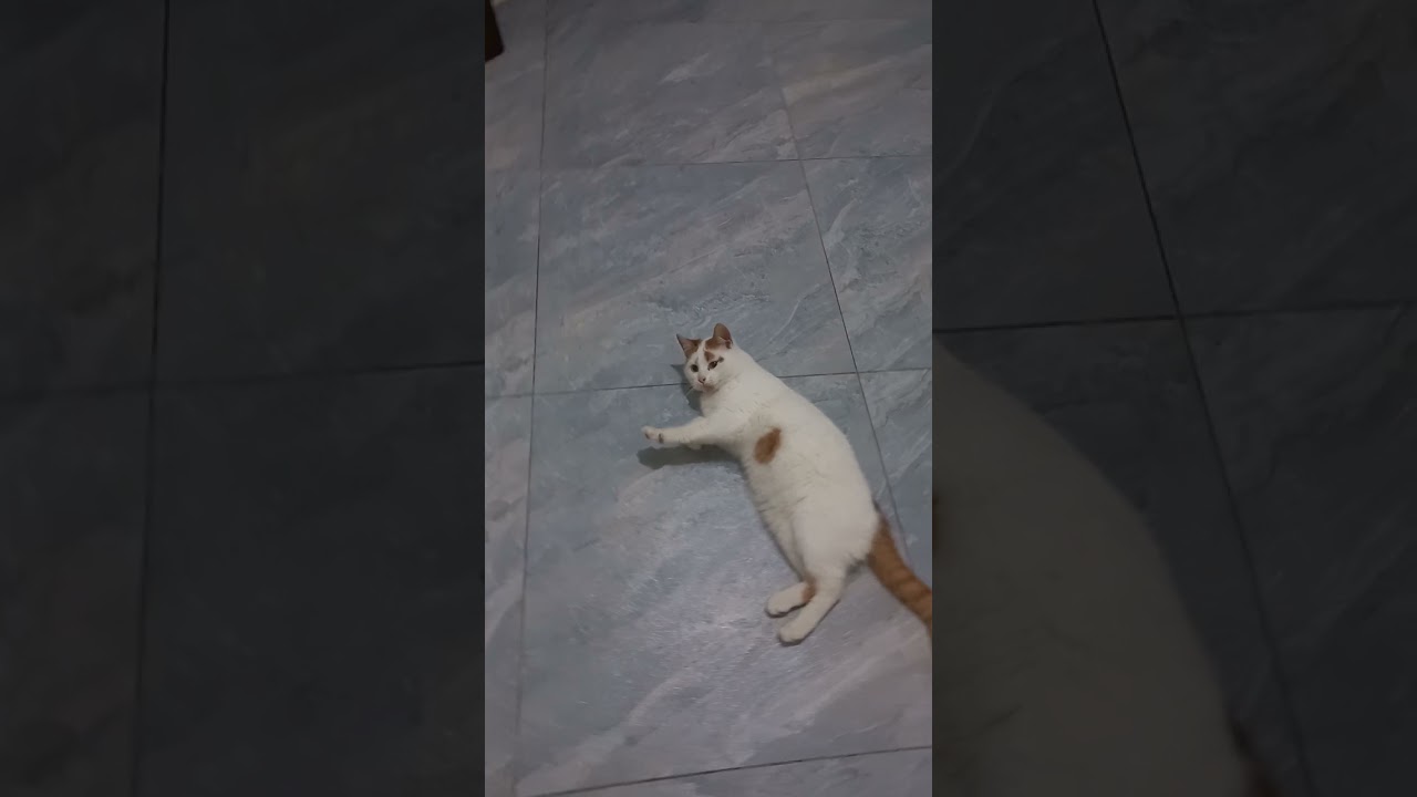 Он всё съел и начал танцевать 😺🍰 Кот дегустирует мой пирог