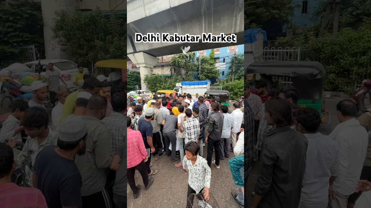 Delhi Kabutar Market 🕊️ || 31/8/25 || #shorts #status #pigeon #kabutar #harshpigeontips #birds