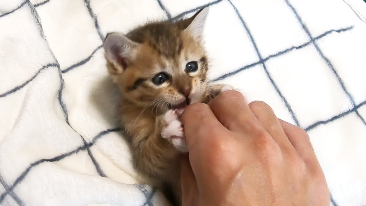 暴れる子猫にお仕置きする。【赤ちゃん猫】【保護猫　子猫】