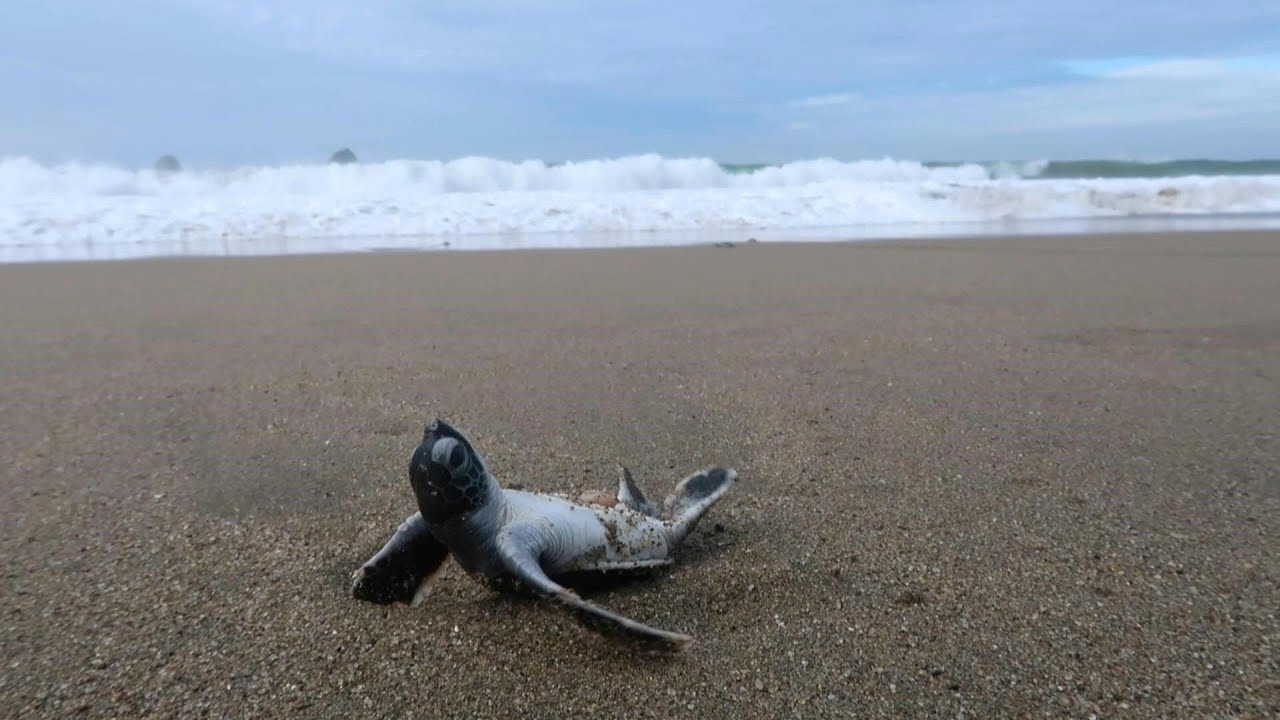 Indonesia's baby sea turtles make a break for freedom | AFP
