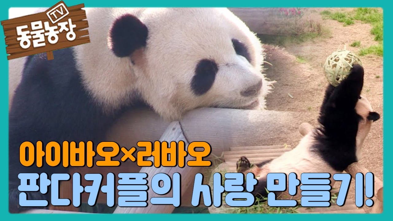 판다 커플 &lsquo;아이바오-러바오&rsquo;의 사랑 만들기&hearts; I TV동물농장 (Animal Farm) | SBS Story