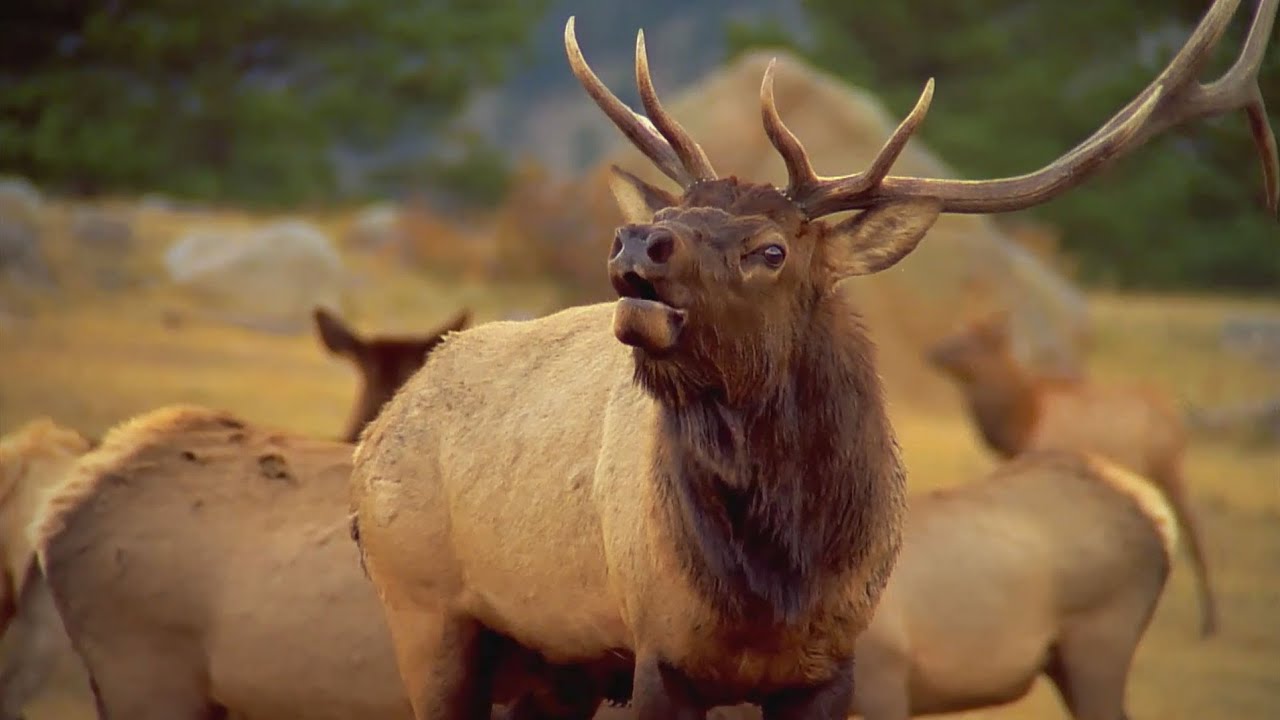 America's Wilderness