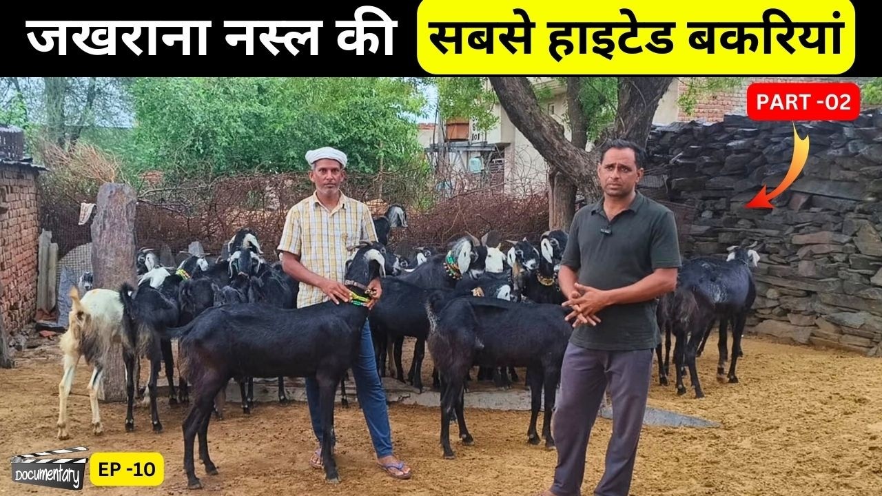 Goat Farming documentary Ep -10 जखराना नस्ल की सबसे हाइटेड बकरियां part 02