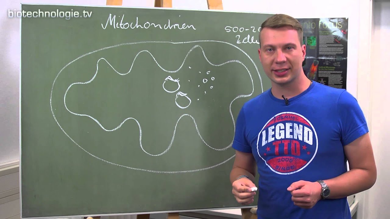 Kreidezeit 130: Mitochondrien