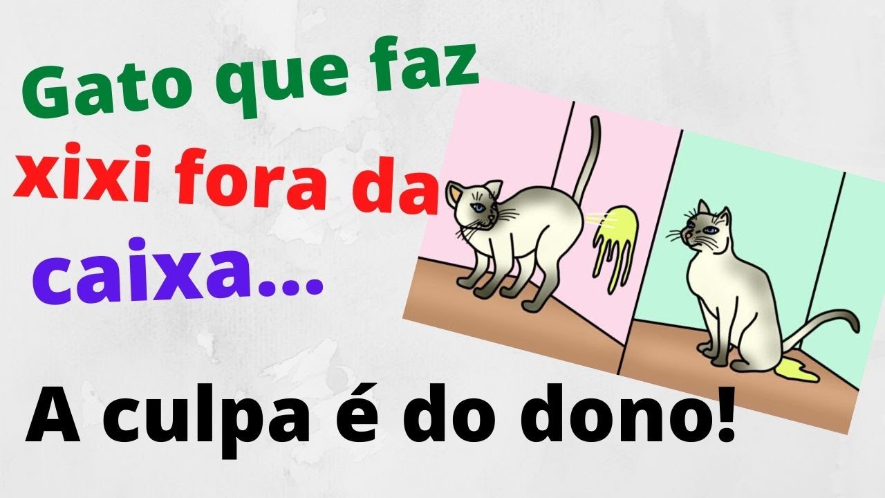 GATO QUE FAZ XIXI FORA DA CAIXA / Vida de Gato