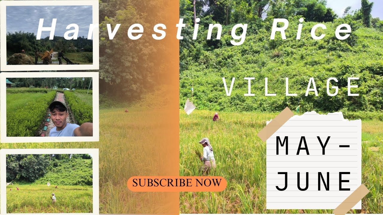 Work during the month of May and June/Rural areas/Harvesting Rice 🌾🌾🌾🌾🌾