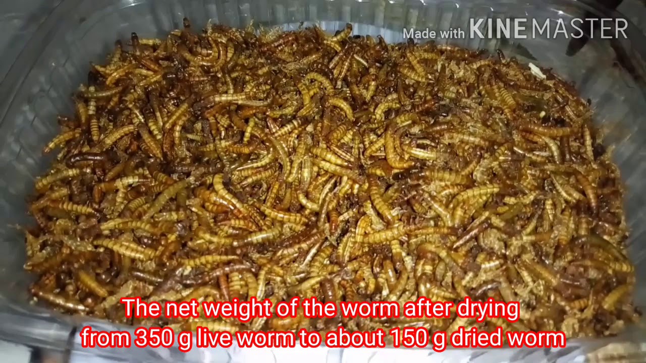 طريقة تجفيف دود القبابي ( فيديو رقم ٣ )  how to dry mealworms