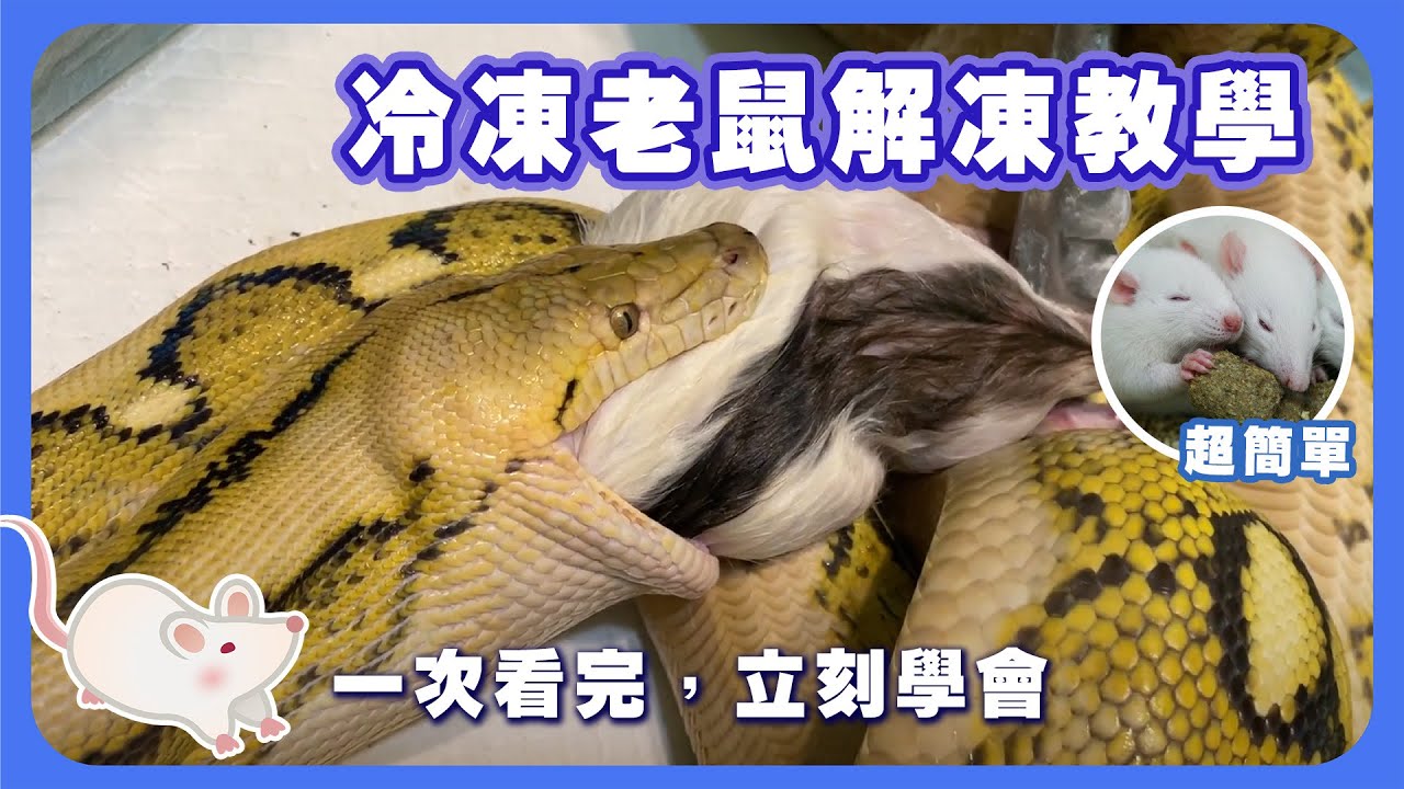 冷凍鼠解凍秘訣公開！一次吃不完怎麼辦?