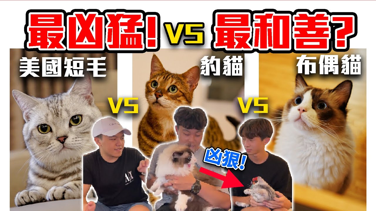 貓個性大PK! 你適合哪種個性的貓? | 養貓會遇到什麼麻煩? 大學生告訴你! feat.@tonykk2212 【學生愛計較EP.1】| dinner lin低能林