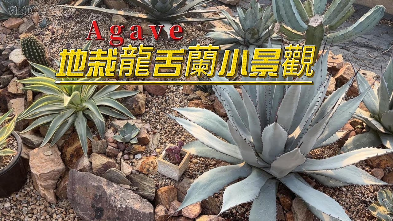 龍舌蘭小景觀，如果地栽龍舌蘭，我們將收穫什麽？   Vlog 25|荒漠植物|Agave |