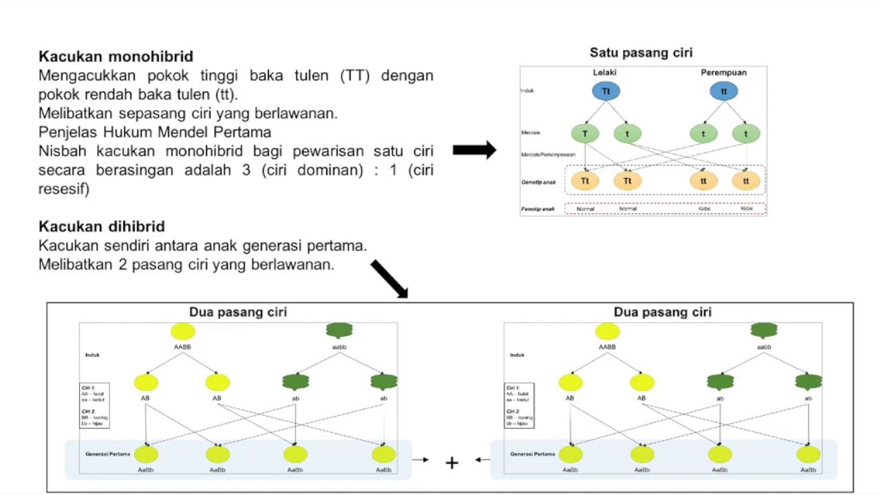 Virtual Flashcard Biology Bab 14 - Pewarisan