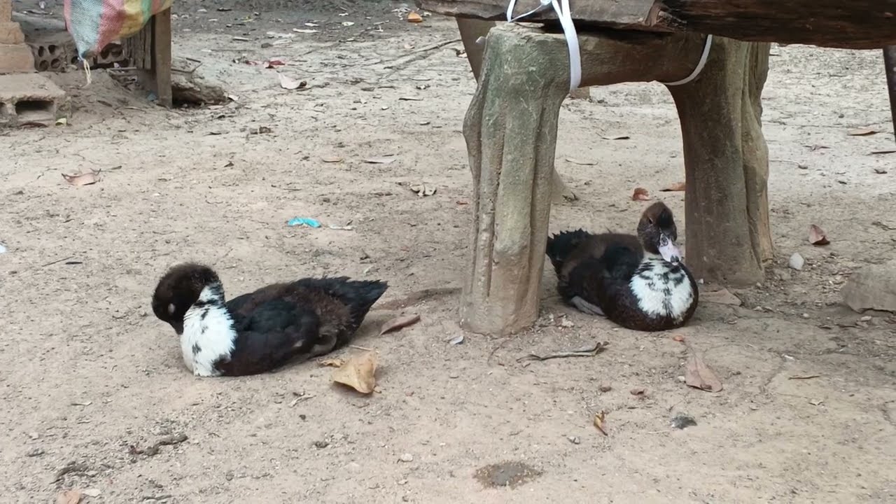 This duck eats, plays in the water, and sleeps cleanly.