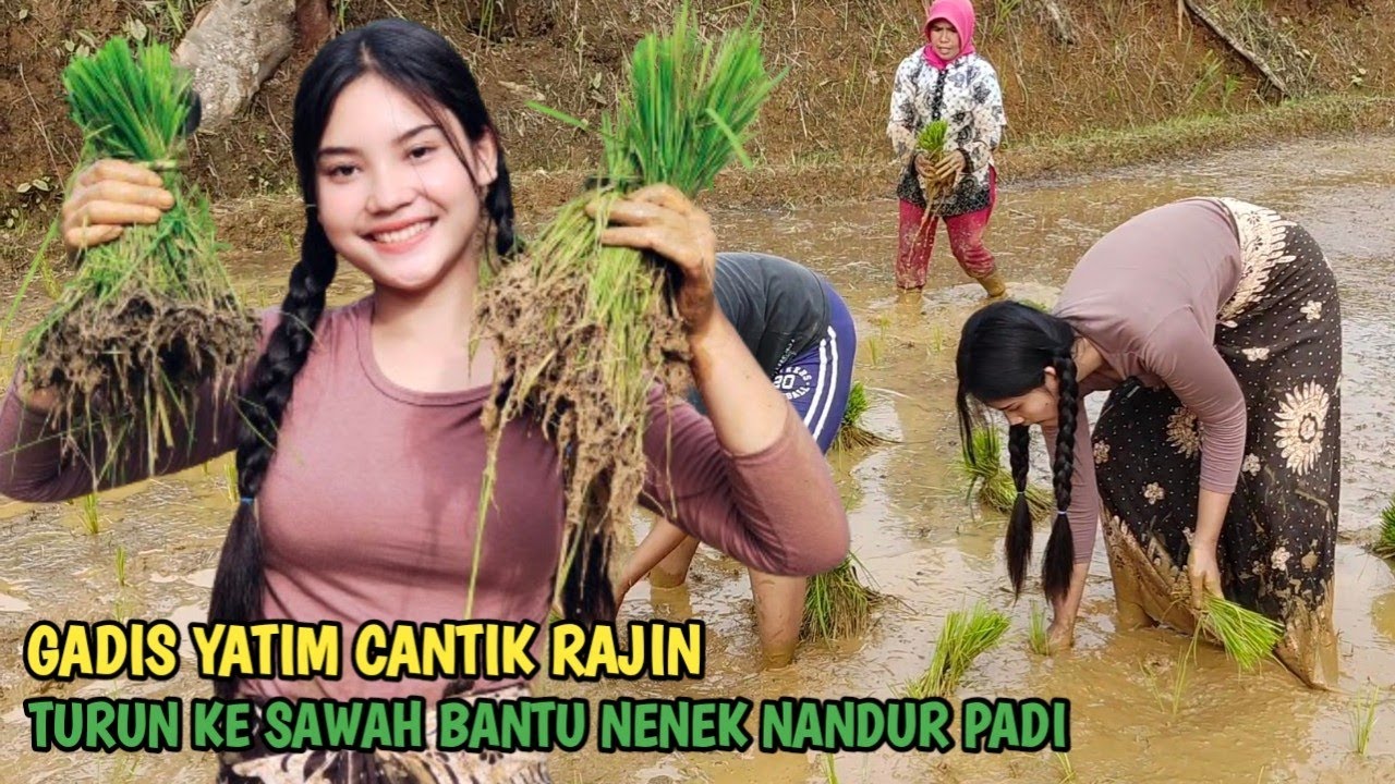 WOOW...IDAMAN PISAN INI MAH‼️NENG YULI GADIS DESA CANTIK ALAMI RAJIN KESAWAH BANTU NENEK NANDUR PADI