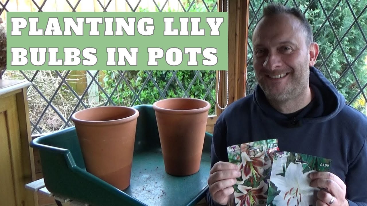 Planting Lilies in Pots | How to Plant Lily Bulbs | Growing Oriental Lilies in Containers