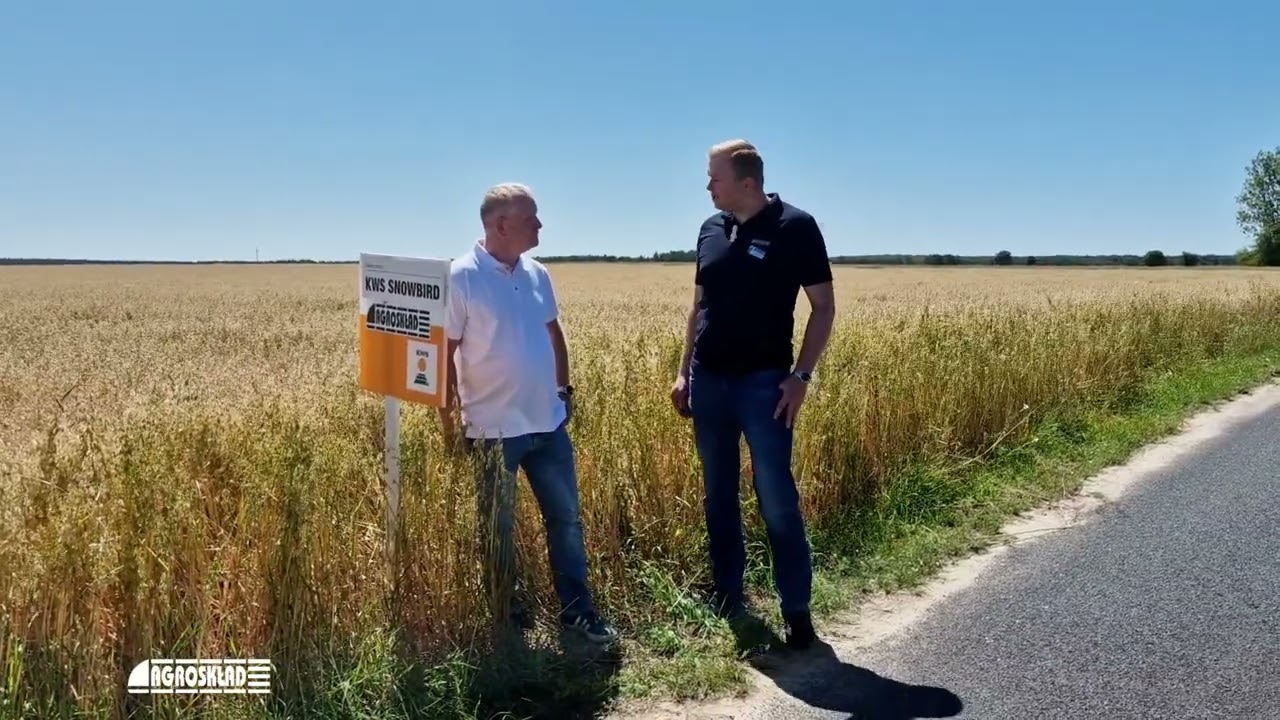Szukasz niezawodnego owsa ozimego? Poznaj KWS Snowbird !