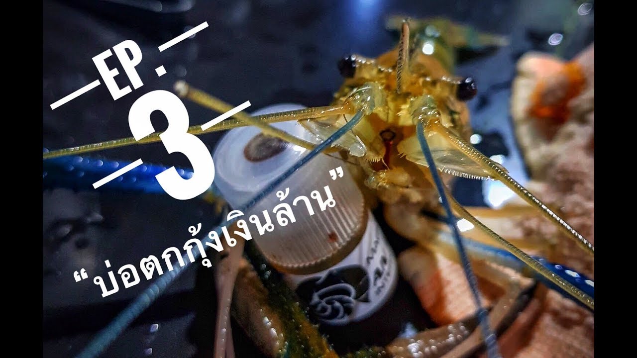 ตระเวนเล่นกุ้ง EP. 3 l กุ้งใหญ่ เย่อมันส์ต้องบ่อนี้ 