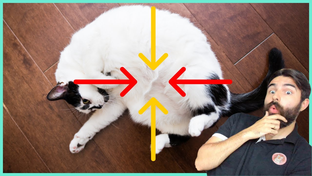 A Razão Do Seu Gato ROLAR NO CHÃO Quando Te Vê é CHOCANTE!