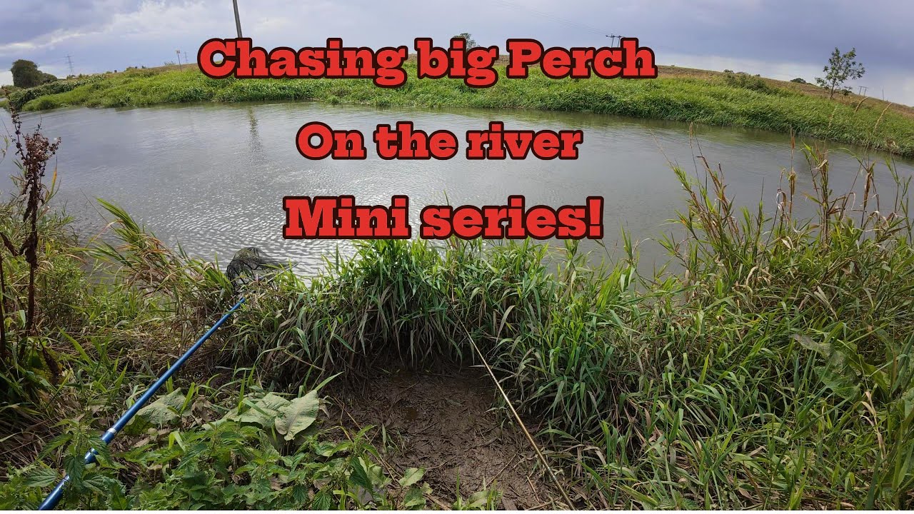 Can I Catch a Giant Perch in This River? (sept 2025)