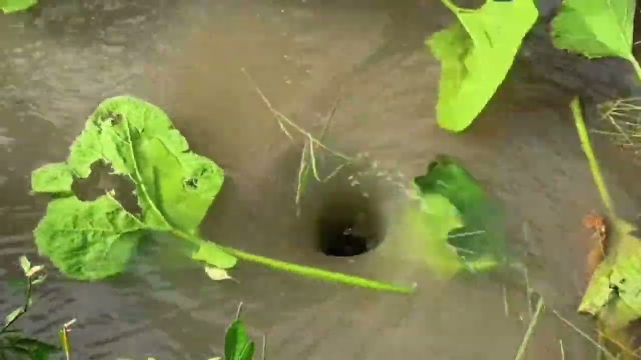 Insane Whirlpool Experiment: The Truth About Vegetables 