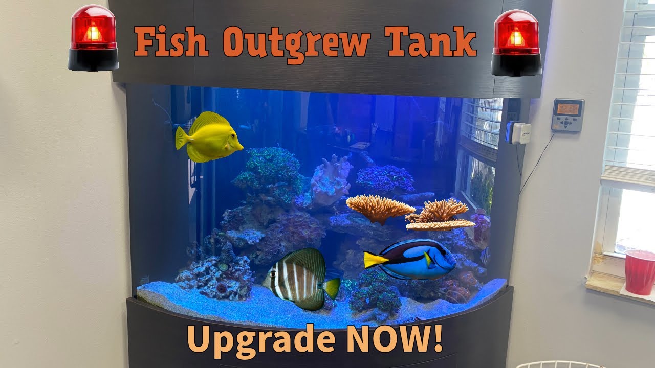 Fish Tank upgrade