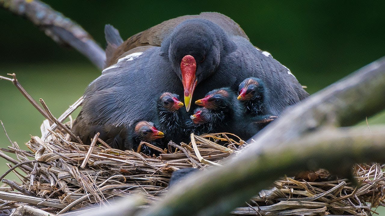 Ein Nest ist nicht genug - Schachtelbrut bei den Teichhühnern