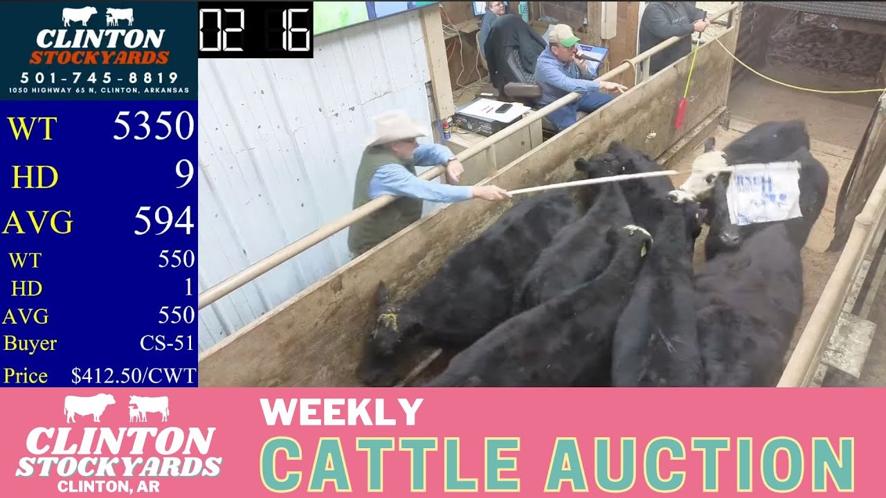 Saturday Cattle Auction LIVE | Clinton Stockyards Arkansas Sale Day | Dec 13, 2025