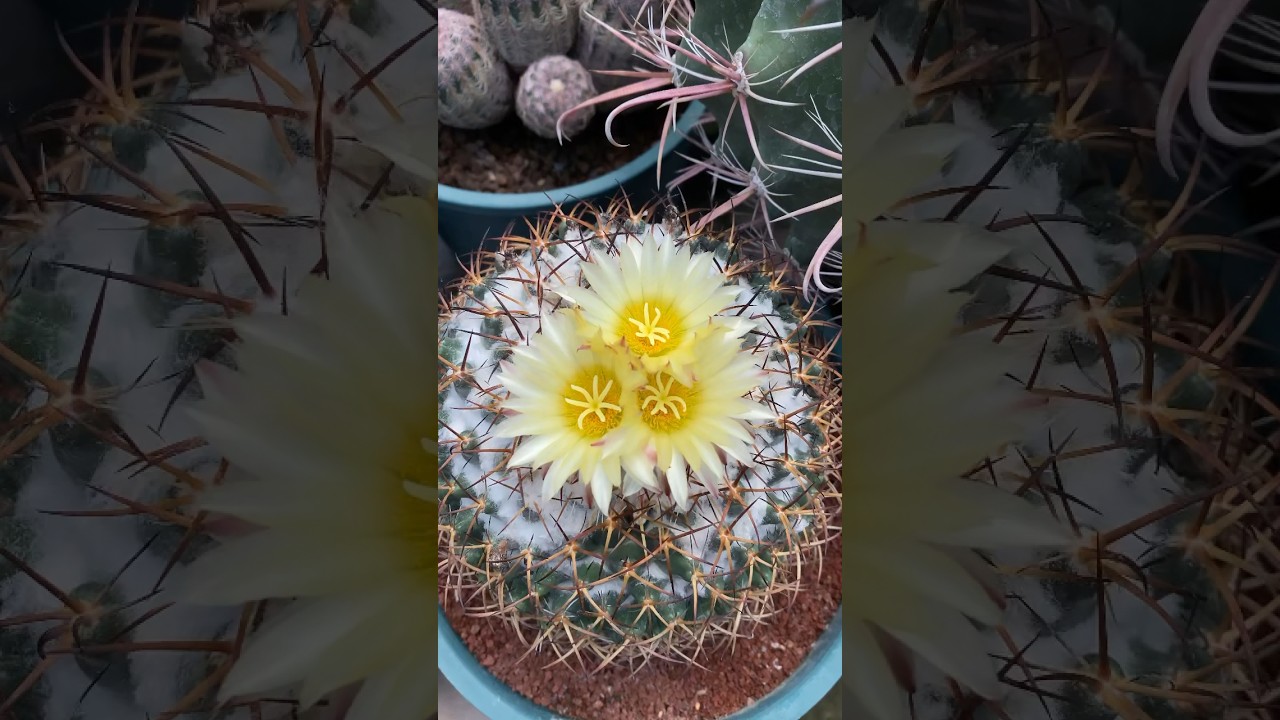 Cactus de colección de @cactusprimavera 