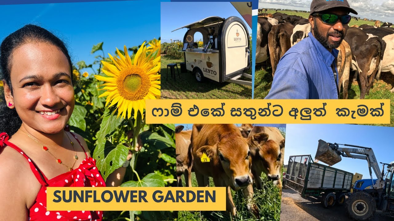 ගොවිපලේ ලද පුංචි විරාමය ||Farm life New zealand 🇳🇿#travelfarmer 