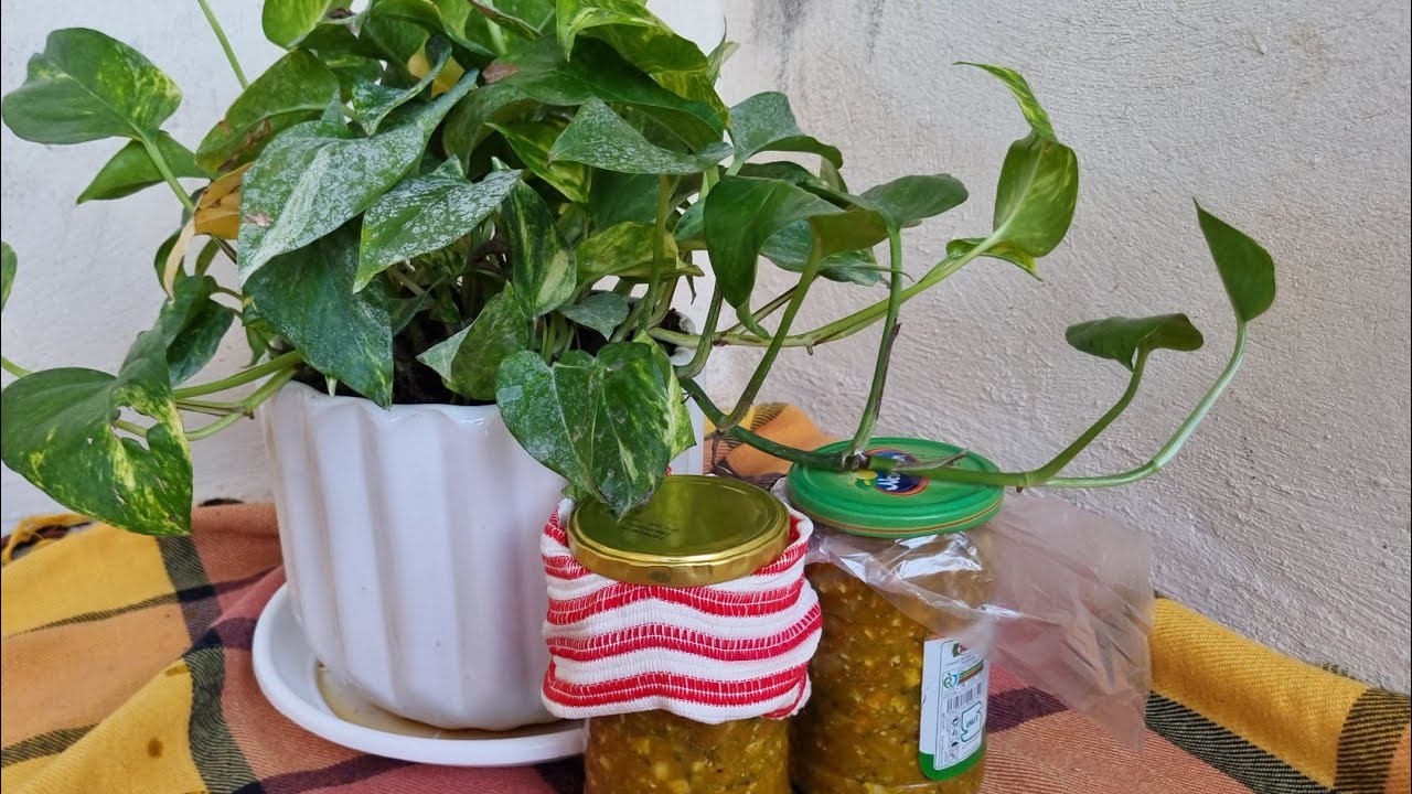 Picklelicious🌿