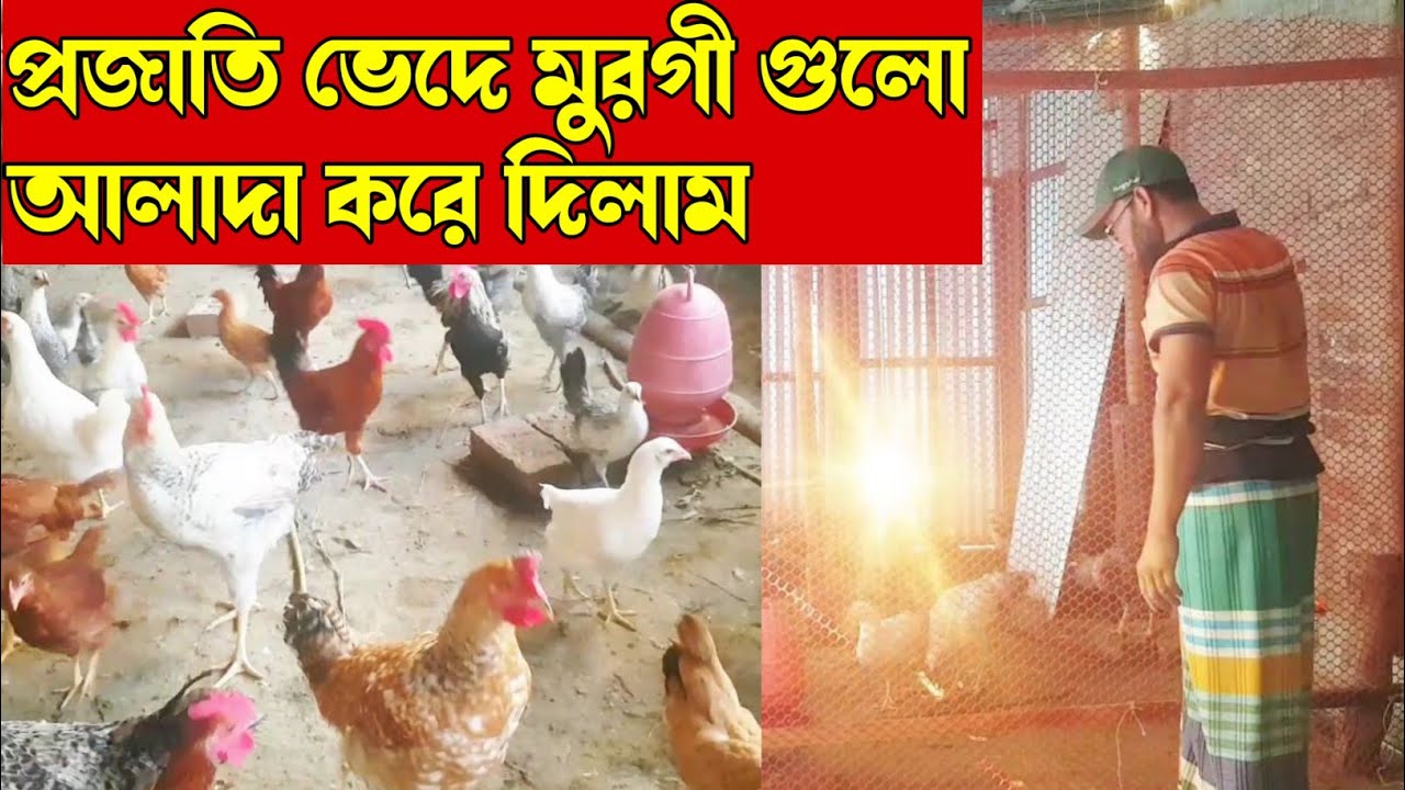 প্রজাতি ভেদে মুরগী গুলো আলাদা করে দিলাম | separated the chickens by breed.