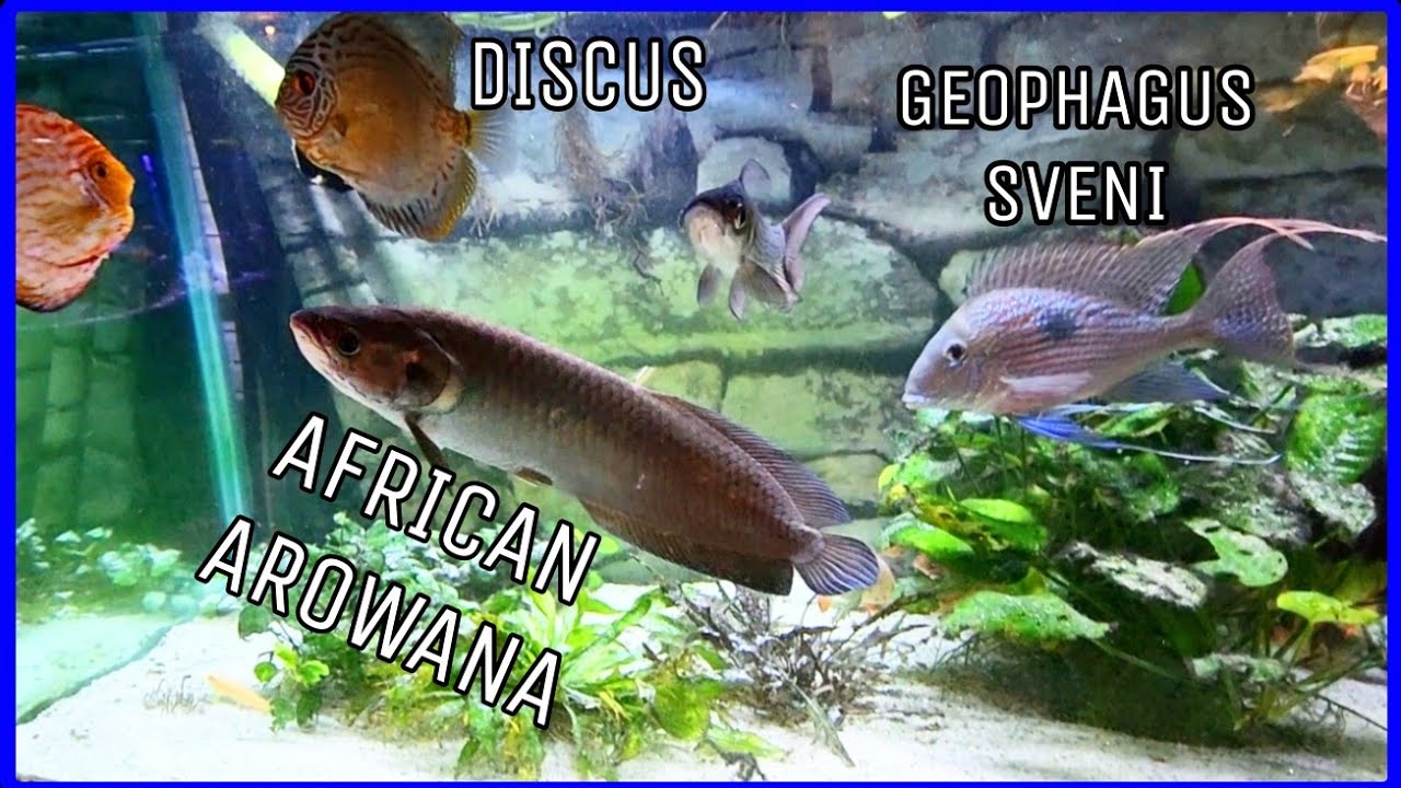 RARE FISH AT THE OHIO FISH RESCUE  (BIGRICH'S FAVORITES)
