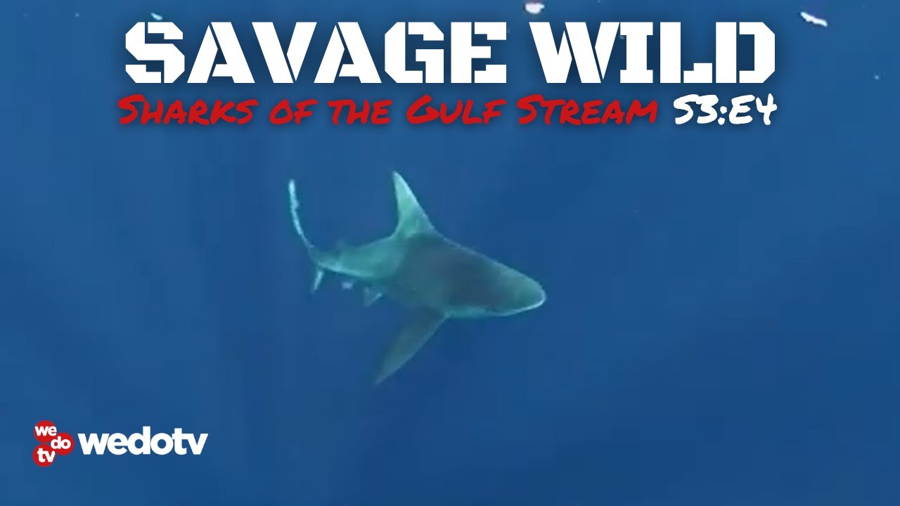 Sharks of the Gulf Stream | Savage Wild S3/E4 | wedotv