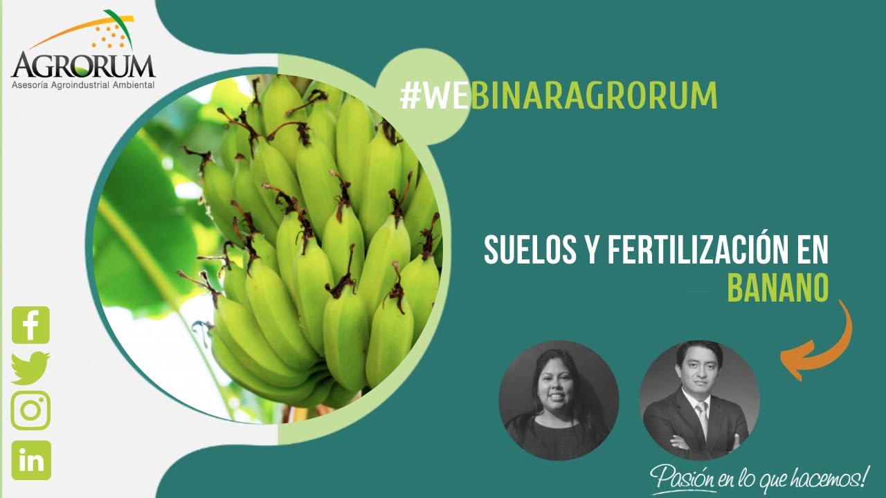 SUELOS Y FERTILIZACIÓN EN BANANO