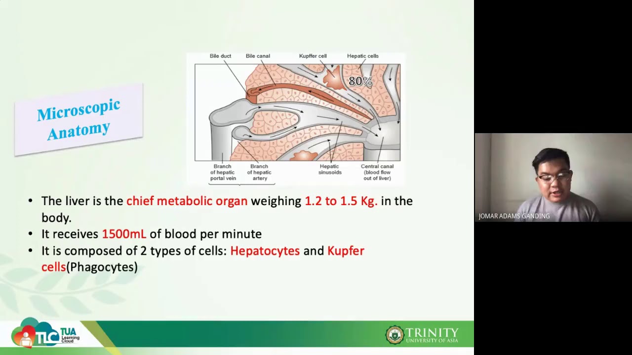 11_CCM_111-LIVER FUNCTION-Part 1