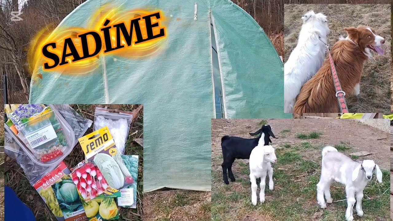 SADÍME ZELENINU, KONTROLA HNIEZDA SAMICI,... !!!