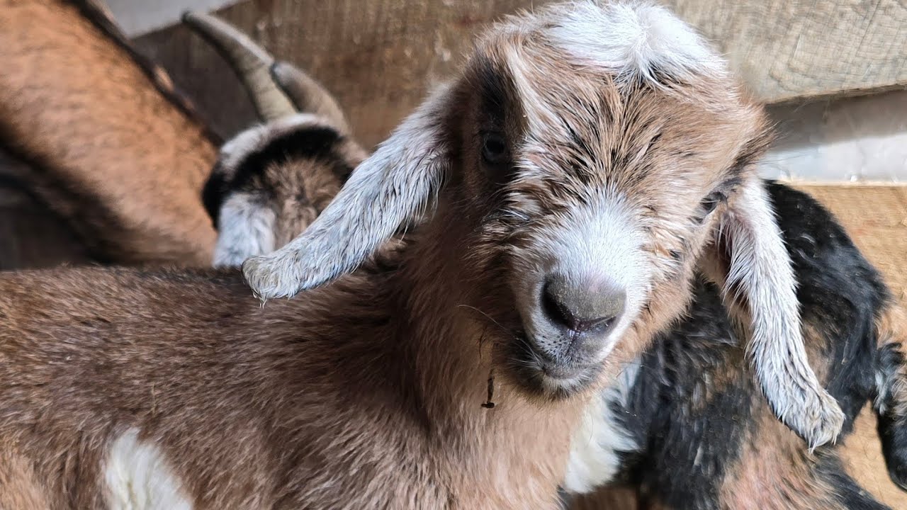 Recap on Babies so far! #farm #goat #goats #kidding #baby #babygoats #kikogoats #homestead #birth 