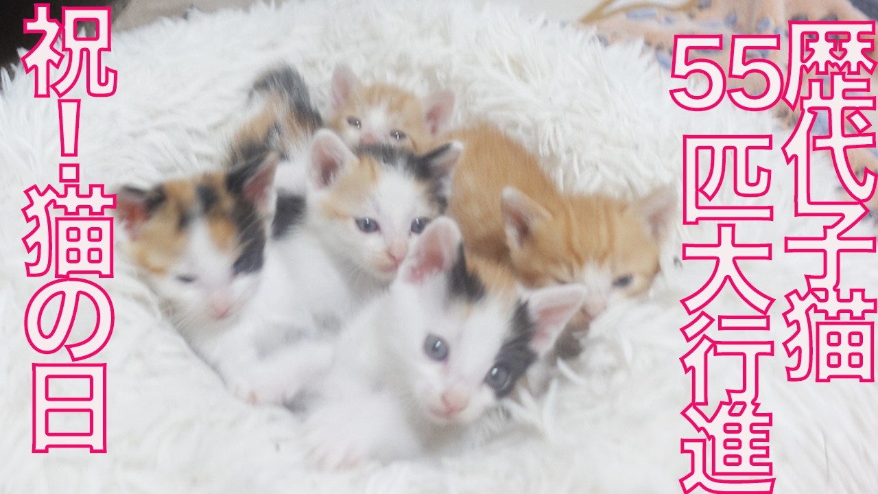 【猫の日】歴代の保護子猫、55匹大行進　All rescued kitties up to 2024